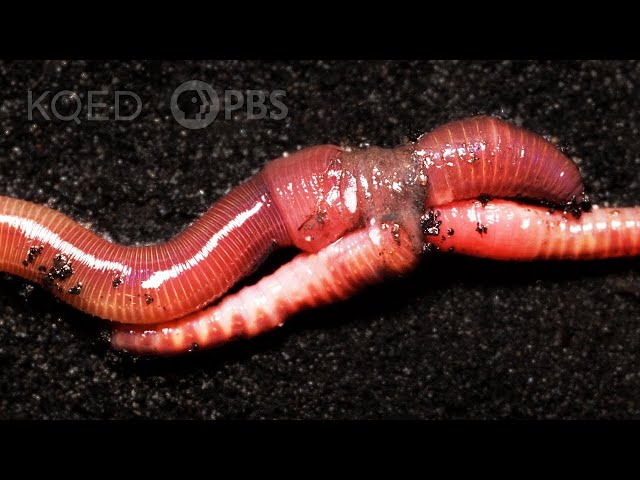 Earthworm Love Is Cuddly ... and Complicated | Deep Look