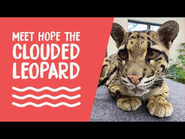 FB Live Replay: International Clouded Leopard Day