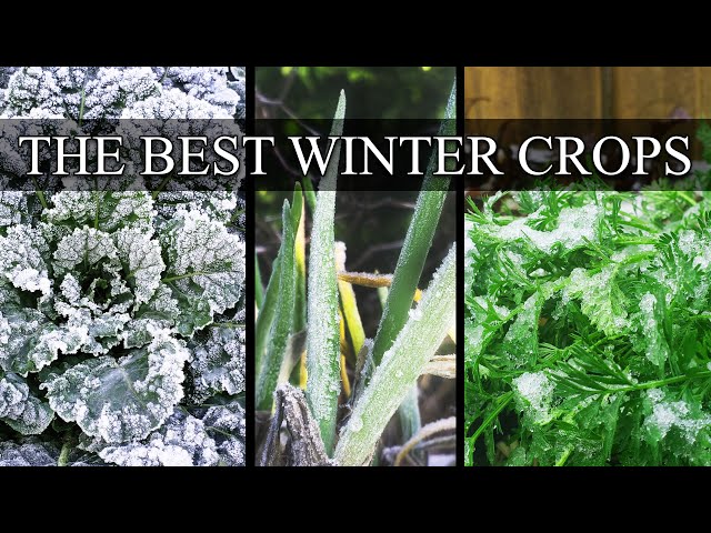 10 Of The Best Cold Weather Winter Crops