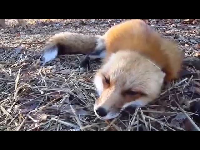 fox scream 3