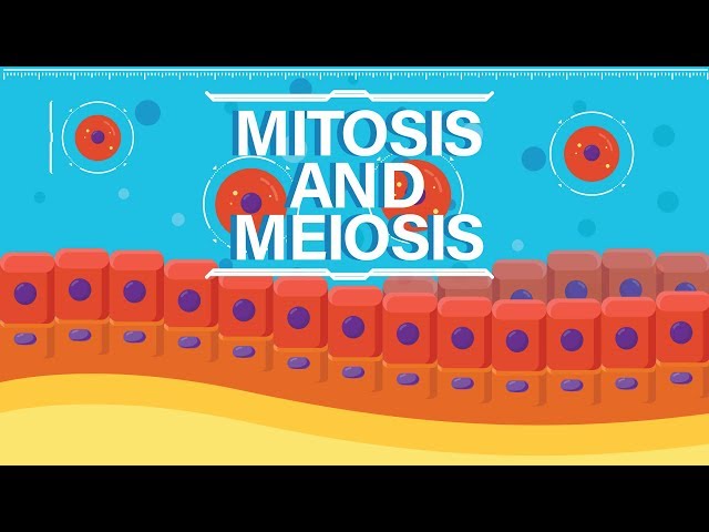 What is Mitosis & Meiosis? | Complete | Animated Explanation