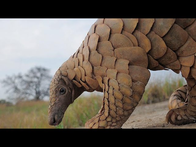 Most Armored Animals in the World | Full Body Armor