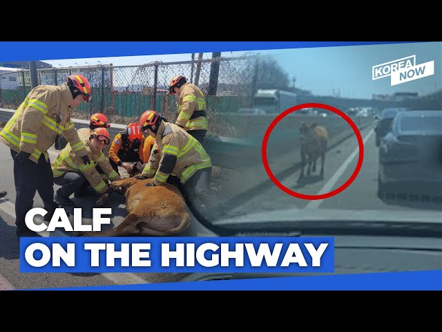 Escaped calf enjoys 50 minutes of freedom by gallivanting over freeway
