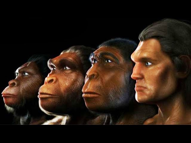 Did Humans Evolve From Apes?