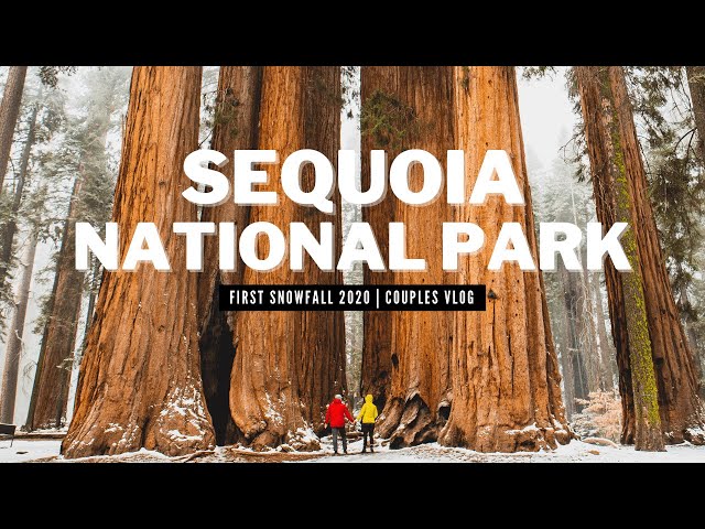 FIRST SNOW OF THE SEASON 2020 | SEQUOIA NATIONAL PARK SNOW VLOG | SNOW IN CALIFORNIA 2020