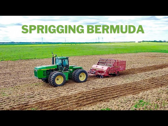 SPRIGGING BERMUDA