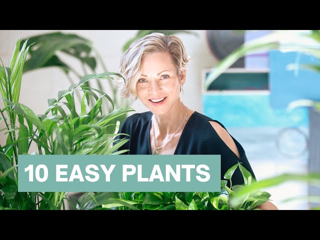 Easy Houseplants For Beginners Or Not - Top 10 Indoor Plants