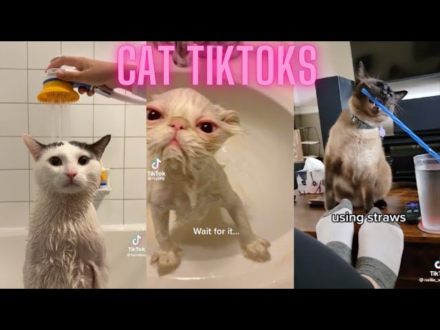 cat tiktoks cause cats are neat (part 2)
