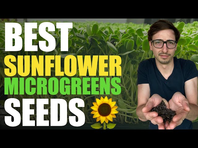 BEST Sunflower Microgreens SEEDS (High Germination, No mold, High Yields)