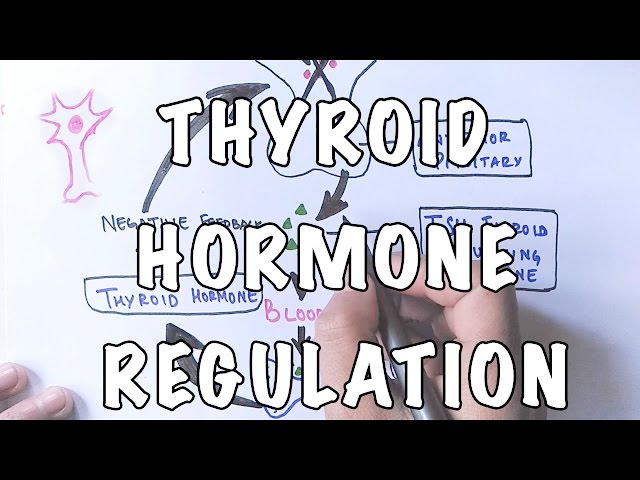 Thyroid Hormone Regulation and Negative Feedback