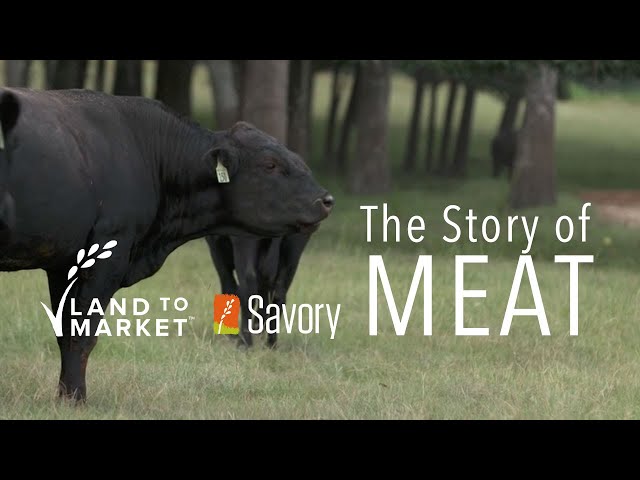 The Story Of Meat | Regenerative Agriculture Documentary