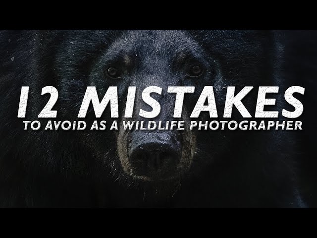12 BEGINNER Wildlife Photography MISTAKES To AVOID