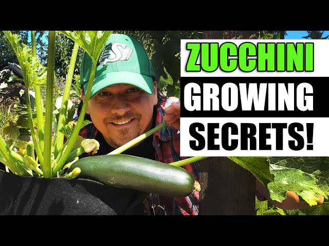 Zucchini Growing Tips For 2023