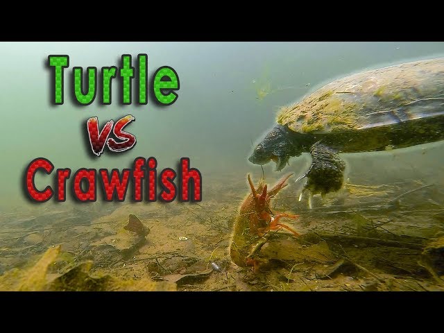 Turtle Vs. Crawfish Underwater BATTLE!!