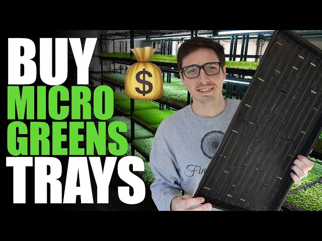 Where To Buy Microgreen Trays (Don't Buy Cheap Garbage!)