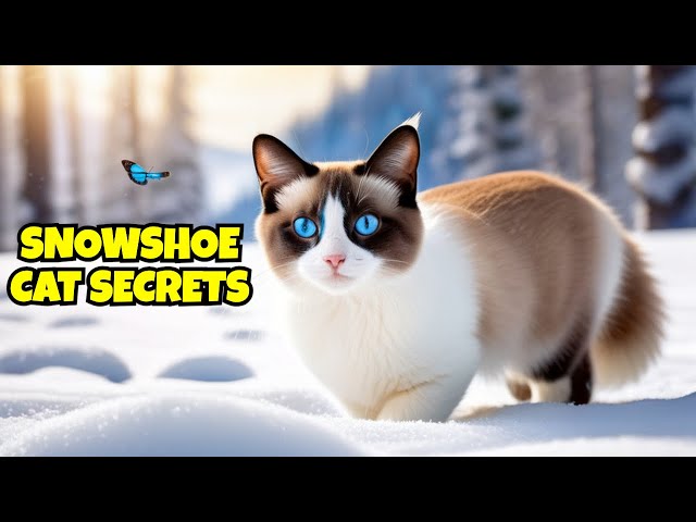 The Secret World of Snowshoe Cats: Traits, Care, and Fun Facts!