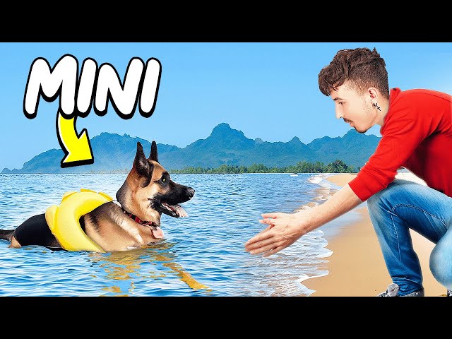 I Tried Teaching MY DOG to Swim