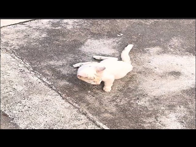 Paralyzed legs -helpless kitten sitting on the roadside struggling to crawl - crying loudly for help