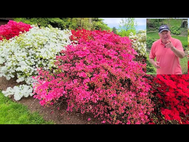 HOW TO Grow Gorgeous Evergreen Azaleas - David's tips and suggestions