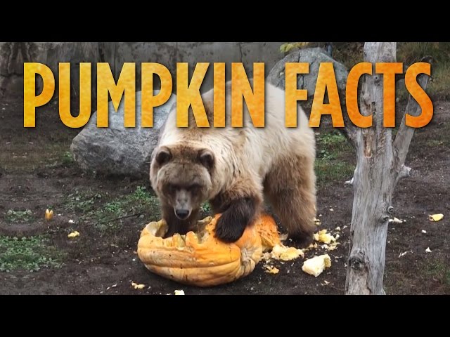 Pumpkin Facts | SKUNK BEAR