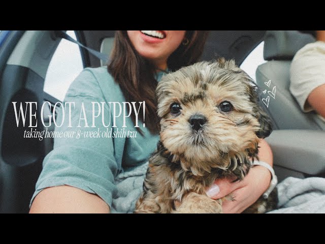 WE GOT A PUPPY! taking home our 8 week old shih tzu boy, the full story, his name