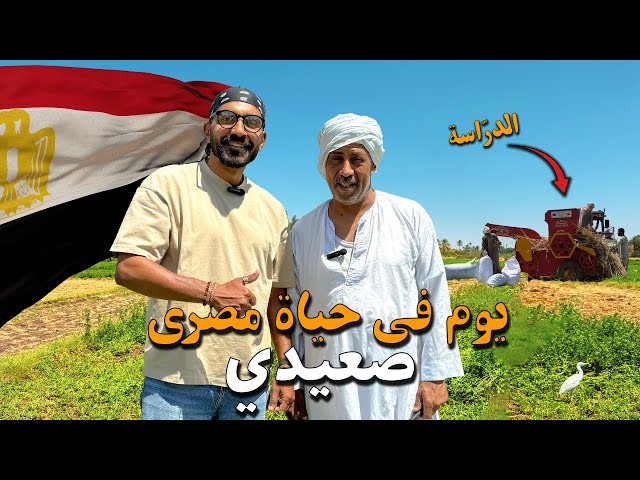 موسم حصاد القمح في صعيد مصر !!