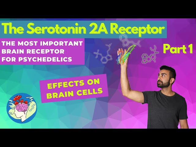 The Serotonin 2A Receptor Pt. 1: Brain Effects |  The Psychedelic Brain Receptor | Pharmacology