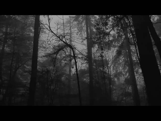 Relaxing Foggy Forest (Virtual Drive) / Rain Storm and Thunder Sounds