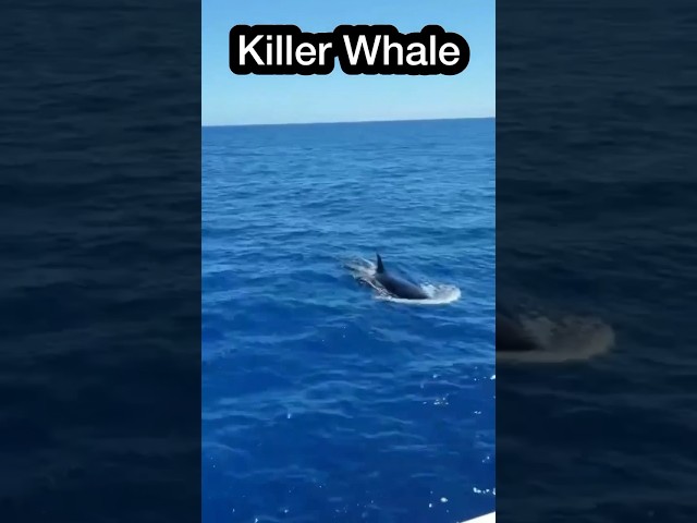 CLOSE ENCOUNTER with ORCA WHALE!!!!  (Western Australia) #shorts