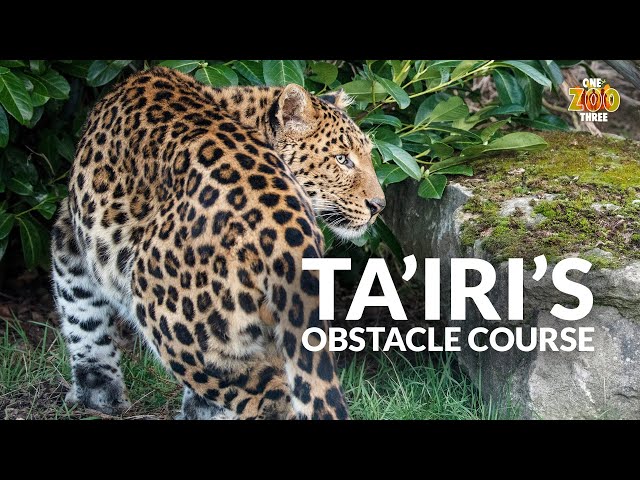 Ta'iri's OBSTACLE COURSE! | One Zoo Three