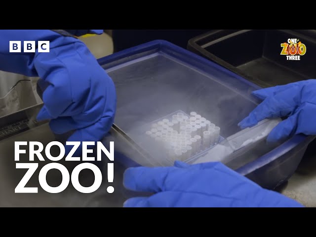 Frozen ZOO! | One Zoo Three