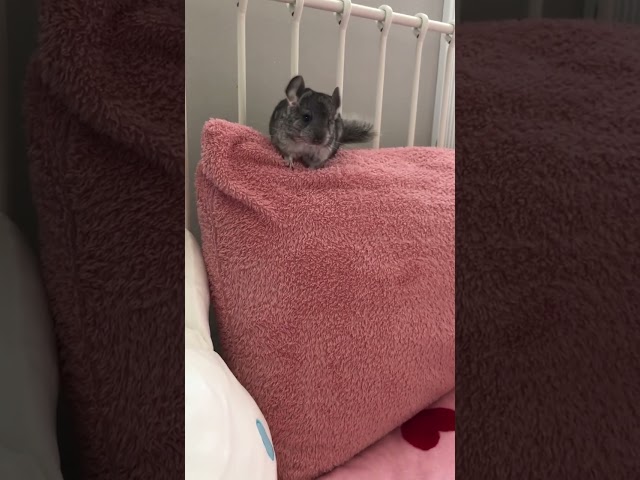 One month old Chinchilla (Sunny)