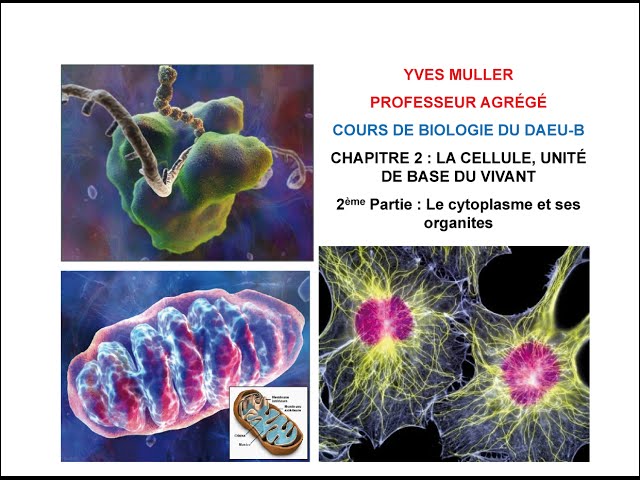 Chapitre 2 - 2ème partie - Le cytoplasme et ses organites - Cours de Biologie du DAEU-B