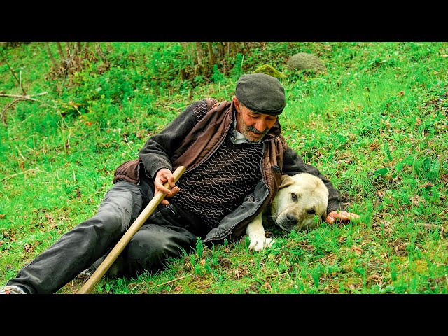 Shepherd "Highland" and Herd of Sheep | Documentary