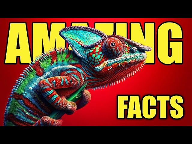 Is a Chameleon A Good Pet? Chameleon Beginners Guide!