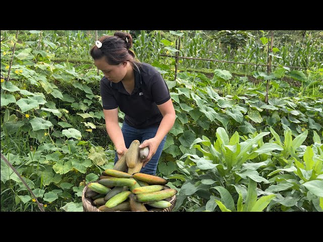 Process of harvesting melons for pigs to eat and clearing garden grass | Family Farm Life