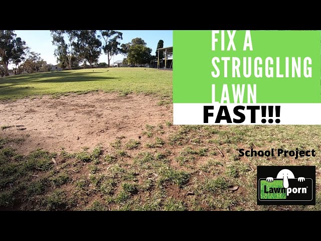 How to Fix a Struggling Lawn. FAST!!!