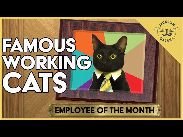 Top 10 Working Cats (...with Jobs!)
