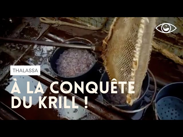 À la conquête du krill, minuscule crevette de l'Antarctique
