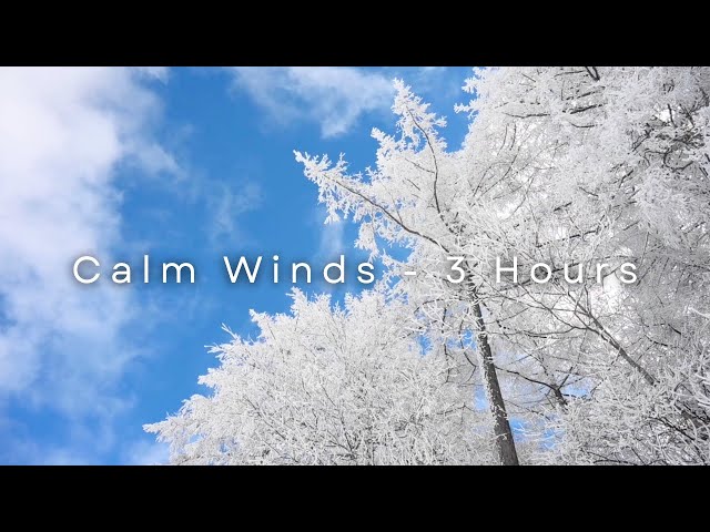 3 Hours of Constant Calm Wind, Relaxing Natural Sounds for Sleep, Studying, Relaxation, Meditation