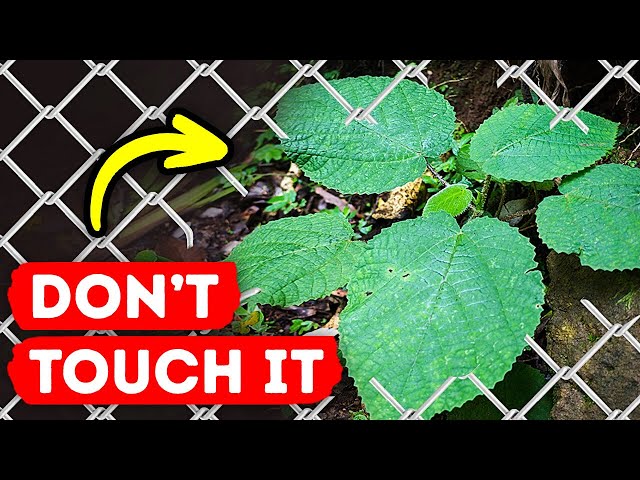If You See This Plant, DON'T Ever Touch It + Other Hidden Dangers