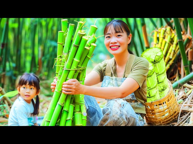 Introducing My Daughter! Single Mom Life - Harvest Bamboo Shoots, Make Low-cost Yummy Sour Bamboo