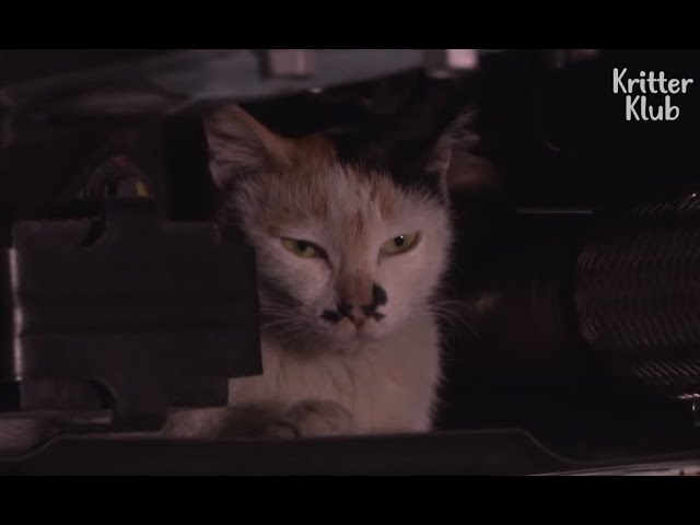 Cat Supermom Refuses To Leave The Car Because... | Kritter Klub