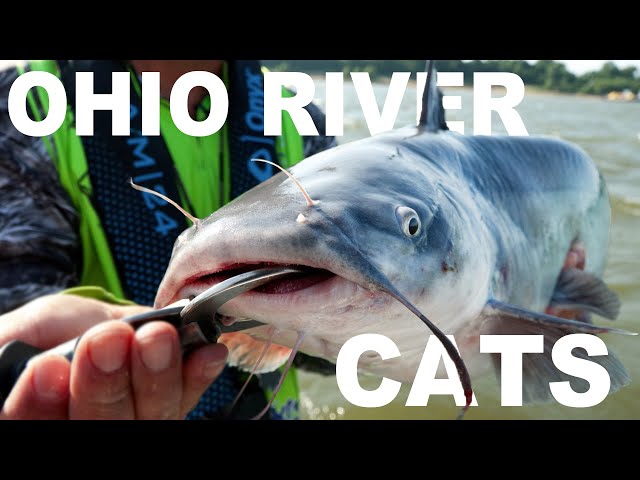 "Bumping" fresh cut skipjack for Ohio River Blue Catfish