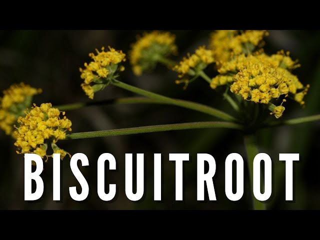 BISCUITROOT | Outdoor Idaho
