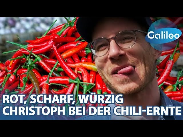 Rot, scharf, würzig: Reporter Christoph bei der Chili-Ernte