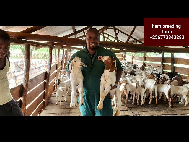 Why goat farming can be better than other projects by hamiisi semanda +256773343283