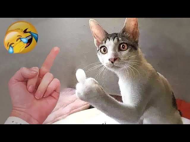 🐕 TRY NOT TO LAUGH 😂 Best Funniest Animals Video 2024 ❤️