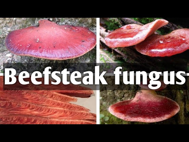 Beefsteak fungus  (Fistulina hepatica)