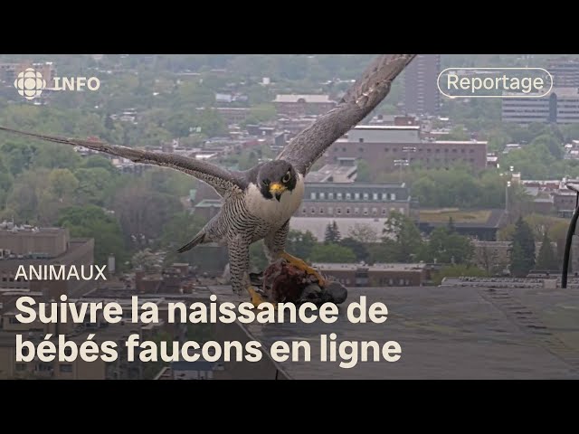 Une famille de faucons populaire à l’Université de Montréal